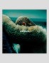 VINILO disco beyonce - limonata vinile 2 lps